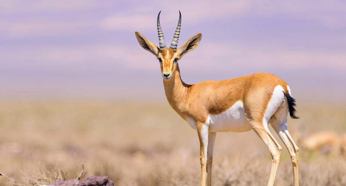 کشف جبیر دست‌آموز در بندرمقام و رهاسازی آن در طبیعت