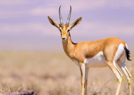 کشف جبیر دست‌آموز در بندرمقام و رهاسازی آن در طبیعت