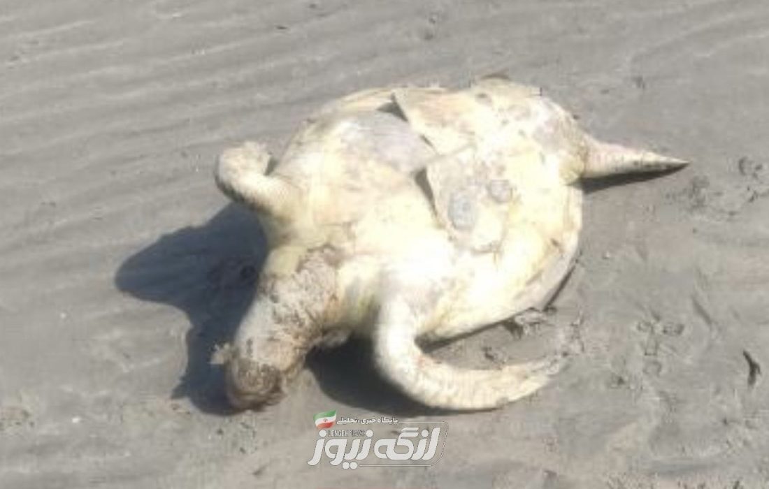 تلف شدن لاک‌پشت پوزه عقابی کمیاب در بندرلنگه