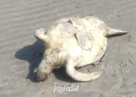 تلف شدن لاک‌پشت پوزه عقابی کمیاب در بندرلنگه