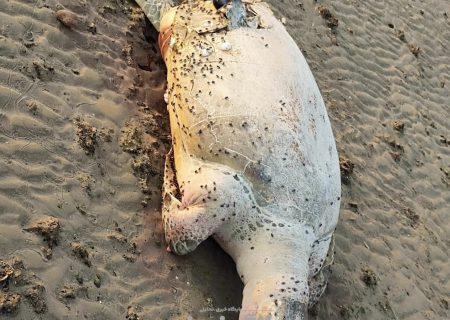 مشاهده لاشه لاک‌پشت‌ کمیاب پوزه عقابی در ساحل بندرلنگه