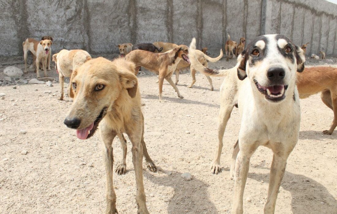 سگ‌های ولگرد در روبروی مجتمع ۵۰۰ واحدی بندرلنگه تهدیدی برای امنیت و آسایش شهروندان