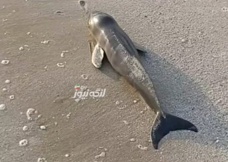 پیدا شدن لاشه کوچک‌ترین نهنگ دریایی در ساحل بندر ملو