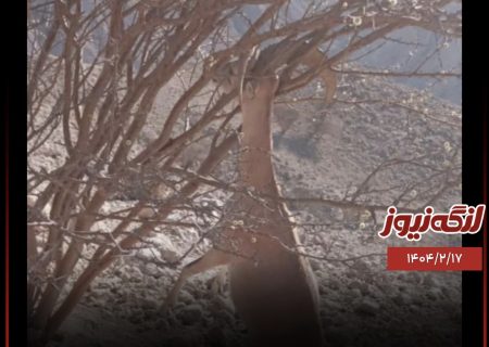 تلف شدن قوچ وحشی در آبگرم خست بندرلنگه