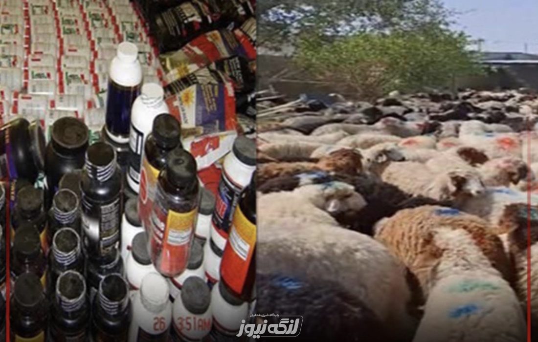 کشف ۱۰۰۰ رأس دام و مکمل قاچاق به ارزش ۲۵۰ میلیارد در بندرلنگه