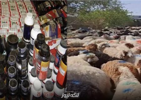 کشف ۱۰۰۰ رأس دام و مکمل قاچاق به ارزش ۲۵۰ میلیارد در بندرلنگه