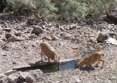 تجلیل از جوانان نخل خلفان؛ ناجیان حیات وحش و حامیان محیط زیست