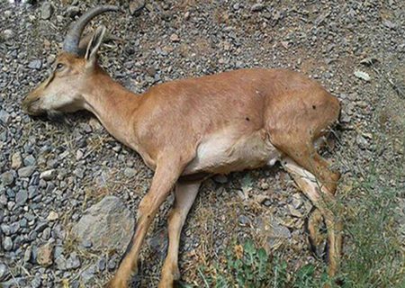 خشکسالی، تهدیدی برای محیط زیست مناطق کوهستانی در بندرلنگه