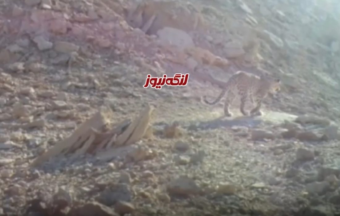 تصویر‌برداری از پلنگ ماده در ارتفاعات بندرلنگه