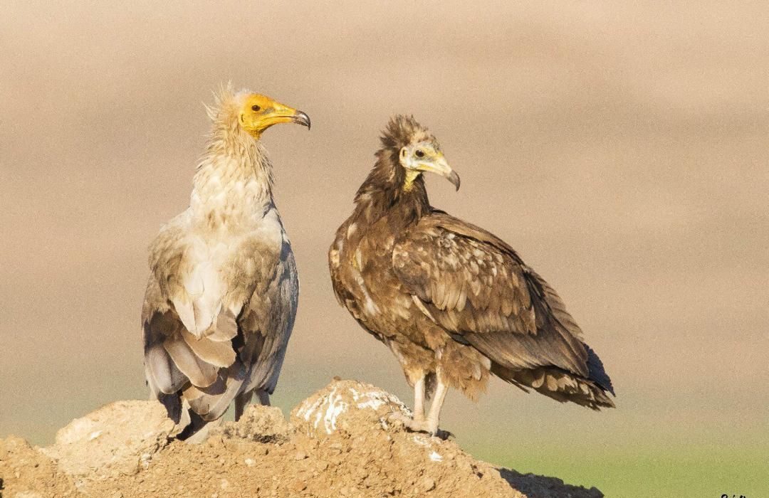 مشاهده دو کرکس مصری در بندرلنگه