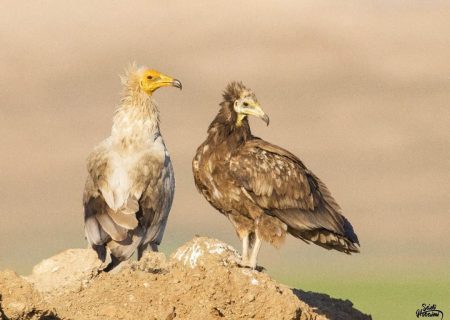 مشاهده دو کرکس مصری در بندرلنگه