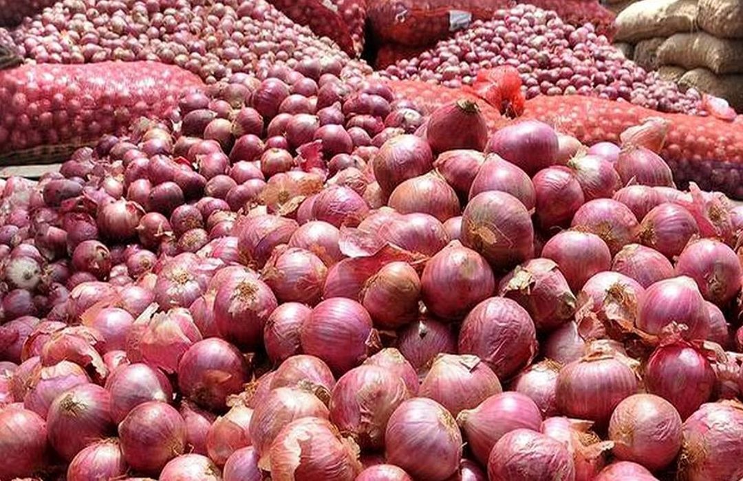 آغاز برداشت پیاز شناس