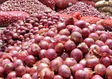 آغاز برداشت پیاز شناس