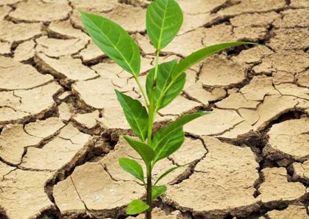 خشکسالی تهدیدی برای حیات وحش بندر لنگه / احداث آبشخور جدید در ارتفاعات گرزه