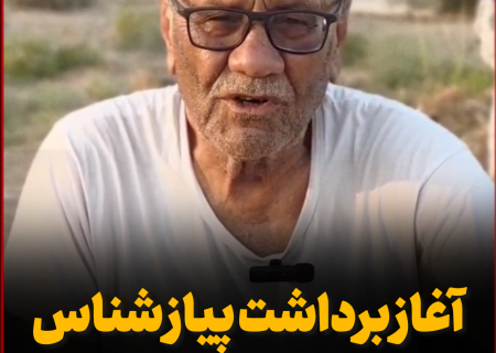 آغاز برداشت پیاز در بندرشناس