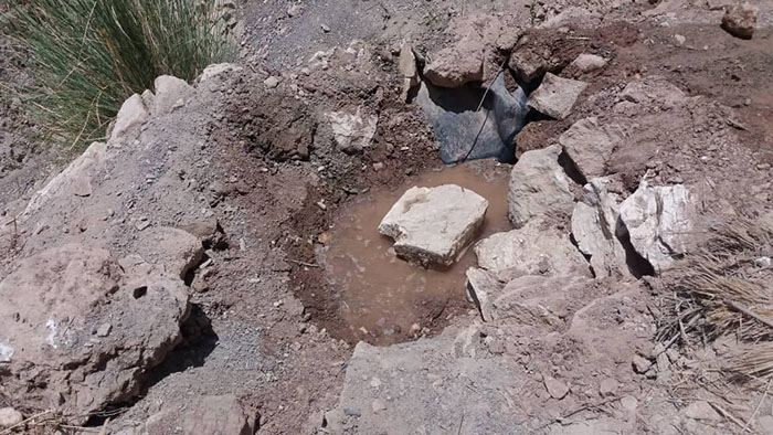 جوانان نخل خلفان به کمک حیات‌وحش شتافتند