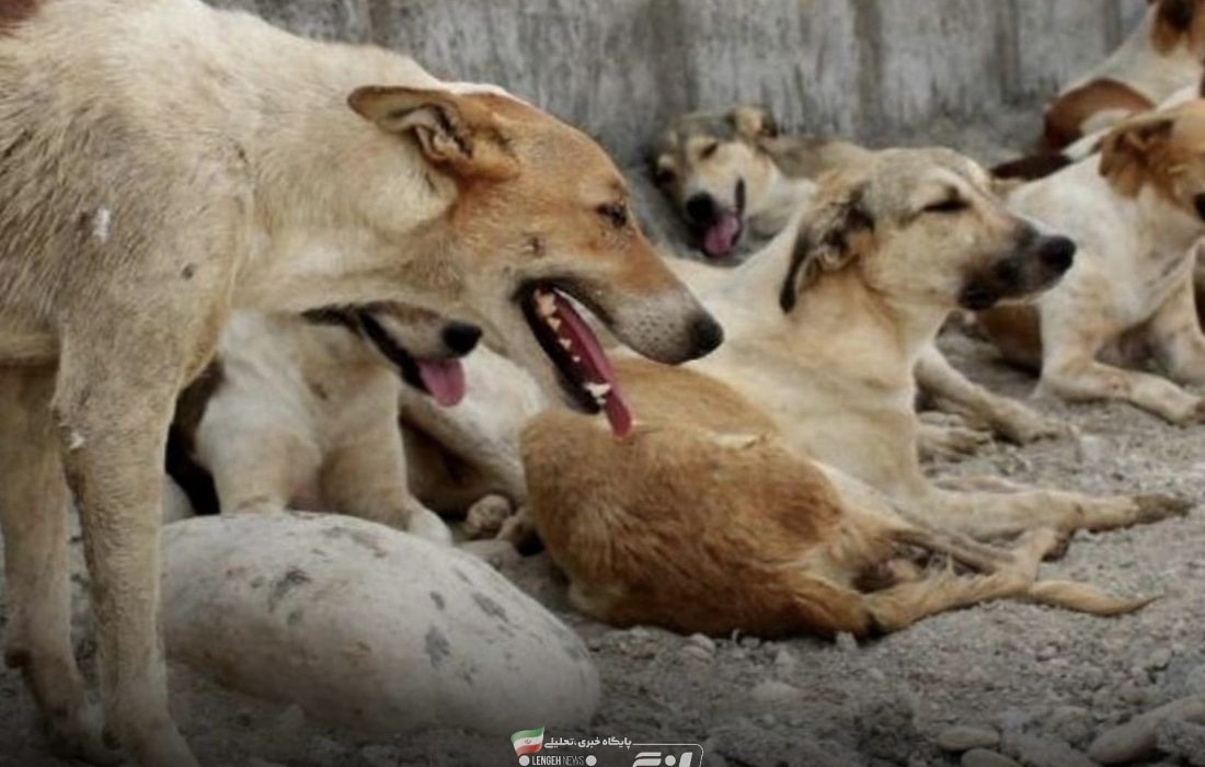 سگ‌های ولگرد، تهدیدی برای امنیت مردم در شهرها و روستاها