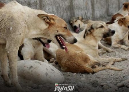 سگ‌های ولگرد، تهدیدی برای امنیت مردم در شهرها و روستاها