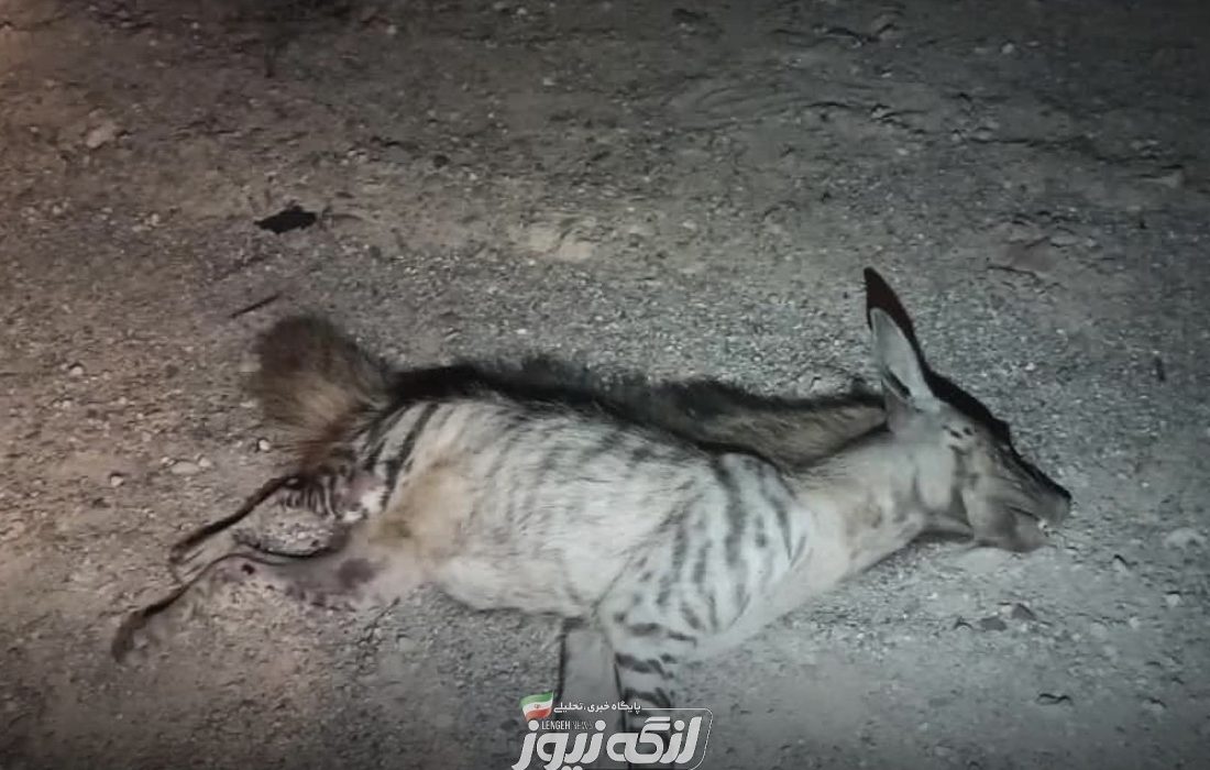 یک‌قلاده کفتار بر اثر تصادف در حوالی دیوان تلف شد