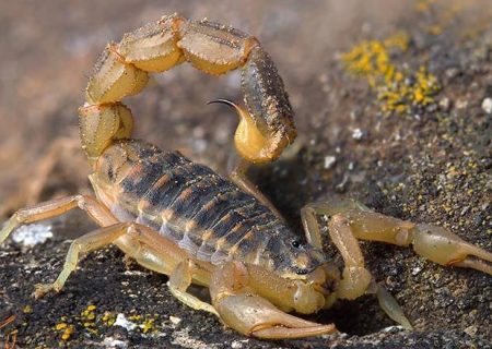 گزارش ۲۲۵ مورد مار و عقرب گزیدگی در هرمزگان