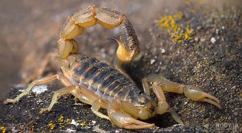گزارش ۲۲۵ مورد مار و عقرب گزیدگی در هرمزگان