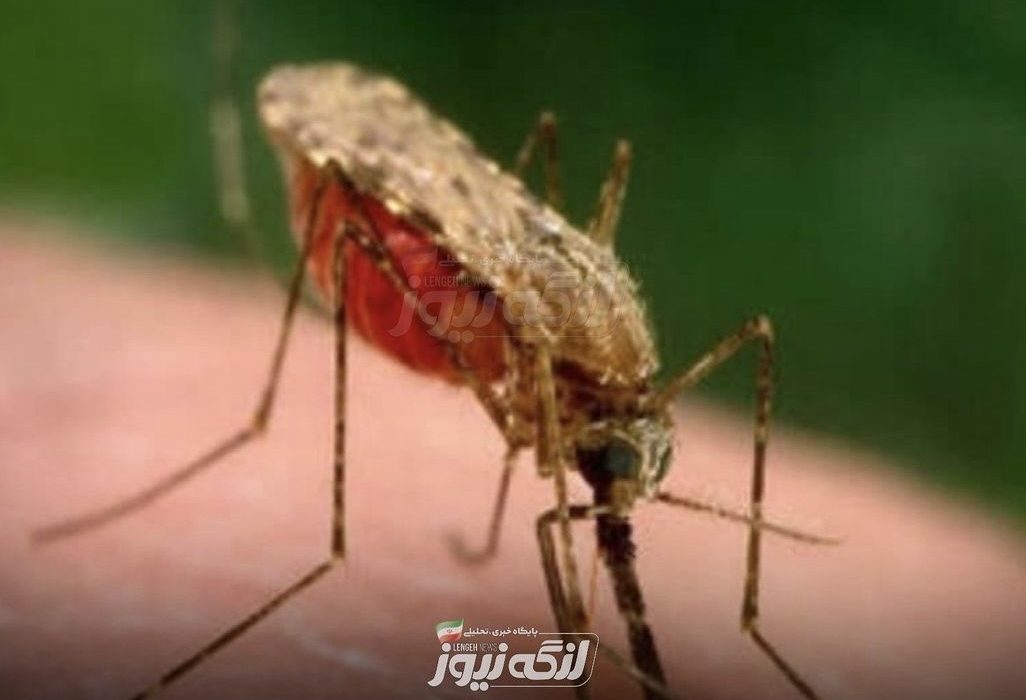 شناسایی و درمان ۳ بیمار مبتلا به مالاریا از ابتدای سال جاری تاکنون در بندرلنگه