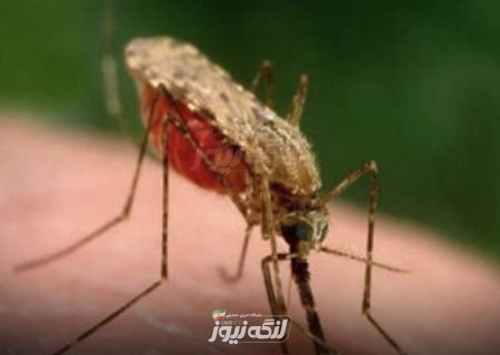 شناسایی و درمان ۳ بیمار مبتلا به مالاریا از ابتدای سال جاری تاکنون در بندرلنگه