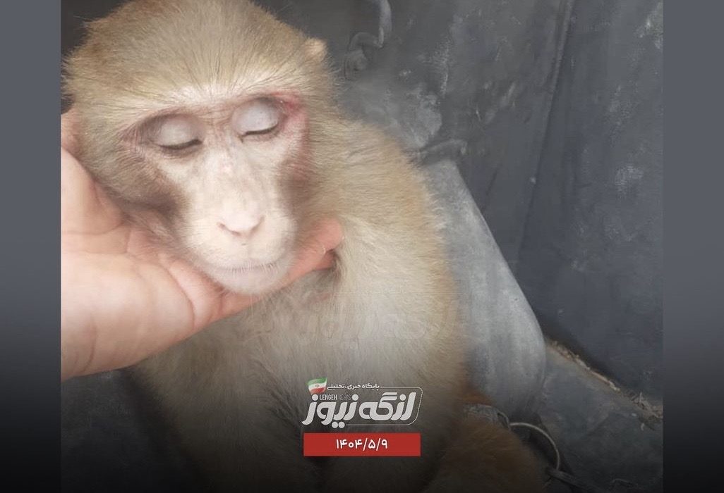 کشف یک قلاده میمون در بندرکنگ