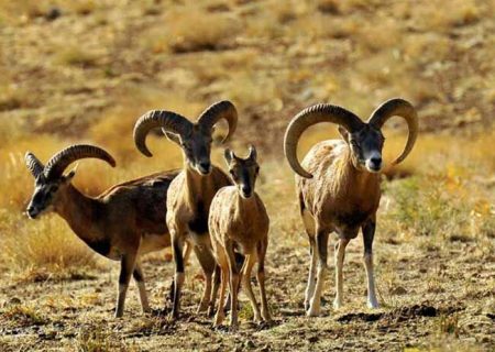 پایان عملیات پلکانی‌سازی سنگ‌آب بندرلنگه برای نجات حیات‌وحش