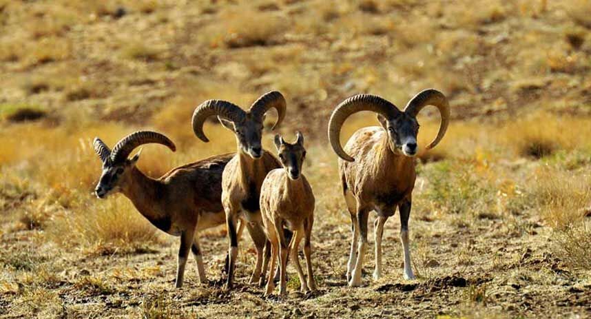 پایان عملیات پلکانی‌سازی سنگ‌آب بندرلنگه برای نجات حیات‌وحش