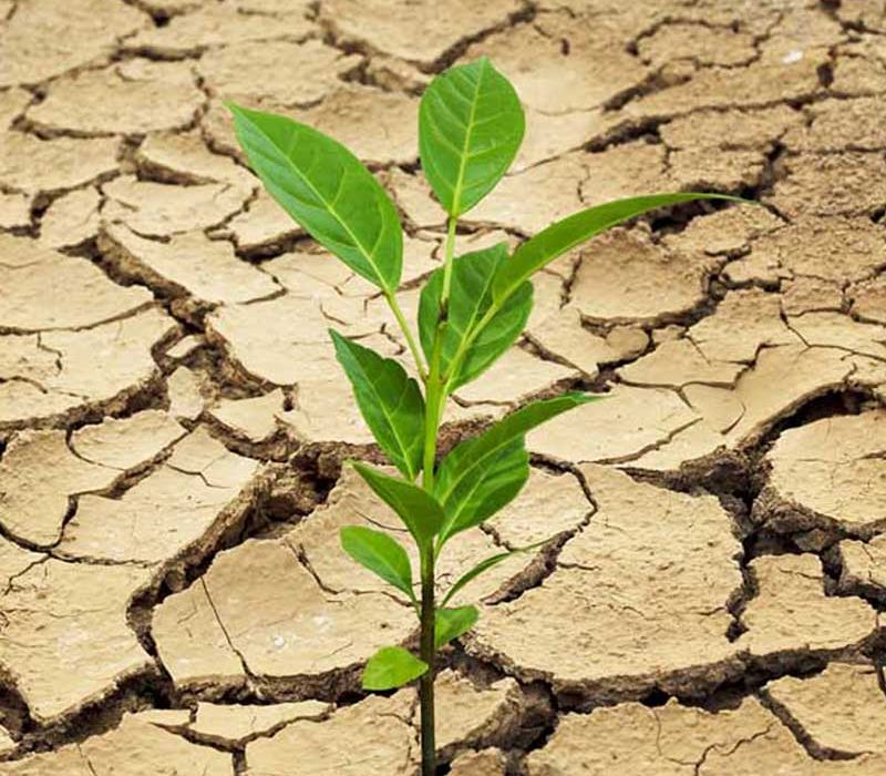 تلاش شبانهروزی محیطبانان بندرلنگه برای مقابله با خشکسالی و حمایت از حیاتوحش