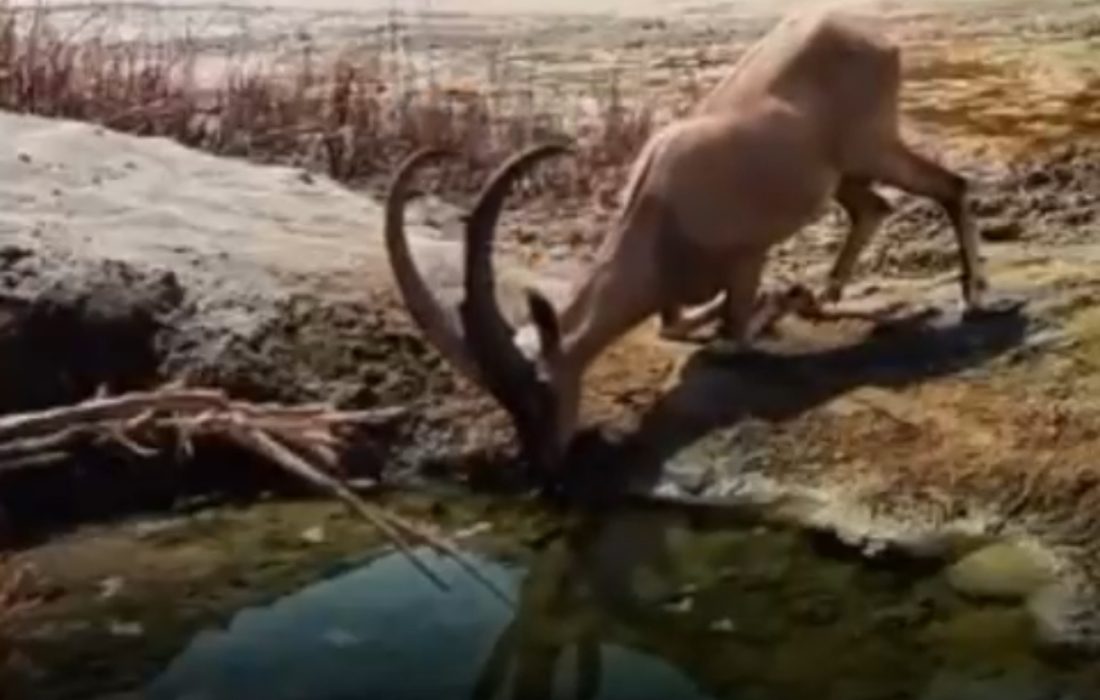 خلق مناظر زیبا با همت مردم و حافظان محیط زیست در بندرلنگه