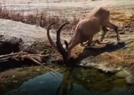 خلق مناظر زیبا با همت مردم و حافظان محیط زیست در بندرلنگه