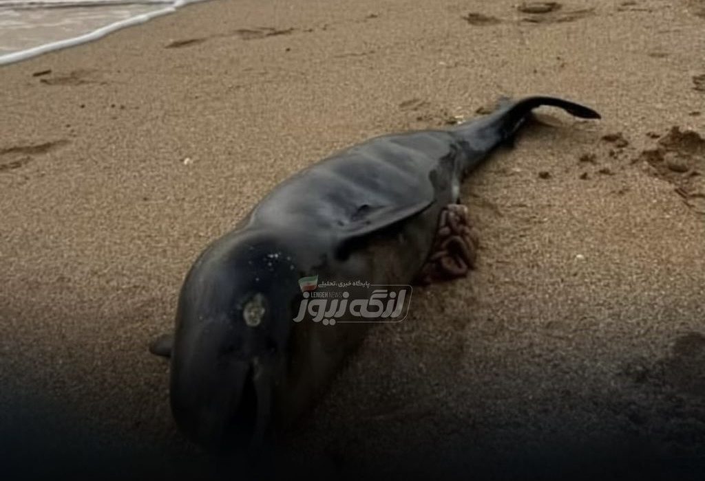 پیدا شدن لاشه کوچک‌ترین نهنگ دریایی در سواحل بندر دیوان و بندر مقام
