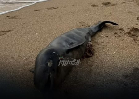 پیدا شدن لاشه کوچک‌ترین نهنگ دریایی در سواحل بندر دیوان و بندر مقام