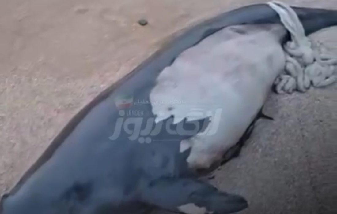 پیدا شدن لاشه کوچکترین نهنگ دریایی در ساحل بندر دیوان