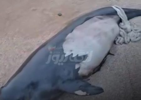 پیدا شدن لاشه کوچک‌ترین نهنگ دریایی در ساحل بندر دیوان