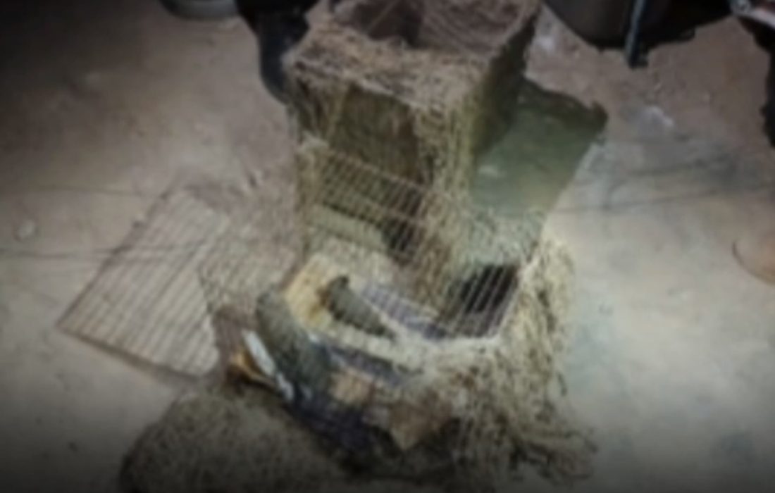 تخریب کوخه‌های زنده‌گیری پرندگان شکاری در بندرلنگه / کشف و رهاسازی چند پرنده وحشی