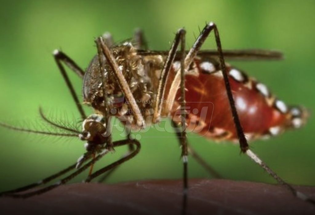 تب دنگی در هرمزگان در حال شیوع است / بندرلنگه همچنان بدون مورد ابتلا