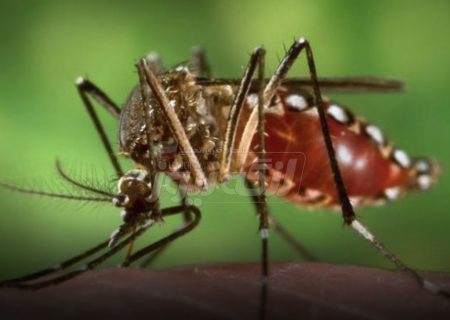 تب دنگی در هرمزگان در حال شیوع است / بندرلنگه همچنان بدون مورد ابتلا