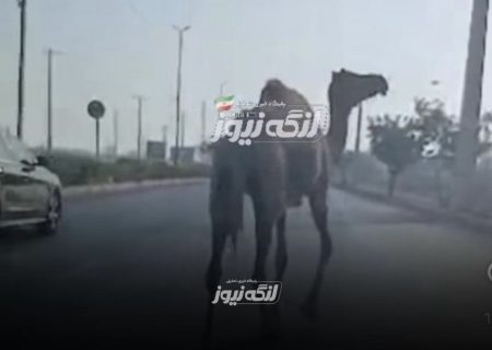 ضرب‌الاجل دو ماهه برای پلاک‌گذاری و شب‌نما کردن شترهای سرگردان در بندرلنگه