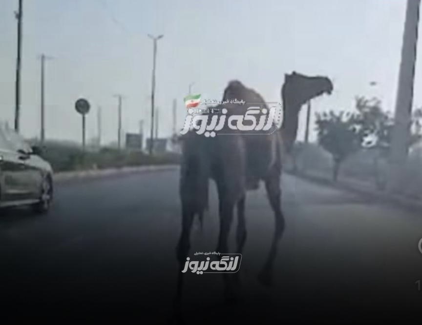 ضرب‌الاجل دو ماهه برای پلاک‌گذاری و شب‌نما کردن شترهای سرگردان در بندرلنگه