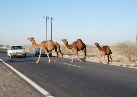 شتر رهاشده در جاده بندرکنگ – بندرلنگه