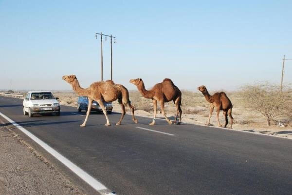 شتر رهاشده در جاده بندرکنگ – بندرلنگه