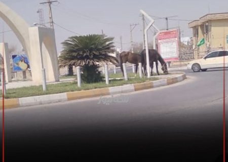 اسب‌های رها شده تهدیدی برای فضای سبز میدان آموزش و پرورش بندر لنگه