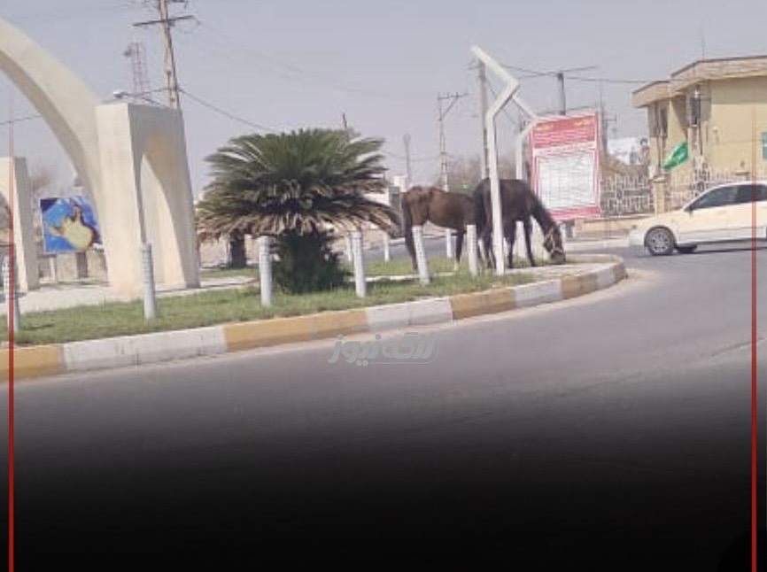 اسب‌های رها شده تهدیدی برای فضای سبز میدان آموزش و پرورش بندر لنگه