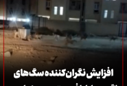 افزایش نگران‌کننده سگ‌های ولگرد در اطراف مجتمع ۵۰۰ واحدی