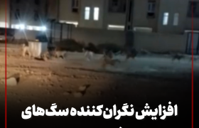 افزایش نگران‌کننده سگ‌های ولگرد در اطراف مجتمع ۵۰۰ واحدی