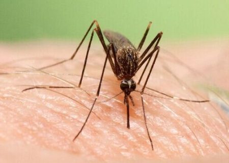 شناسایی ۲۰۵ مبتلا به تب دنگی در هرمزگان / شناسایی۴ مورد مبتلا وارده در بندرلنگه بدون هیچ انتقال محلی