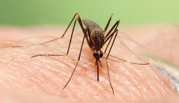 شناسایی ۲۰۵ مبتلا به تب دنگی در هرمزگان / شناسایی۴ مورد مبتلا وارده در بندرلنگه بدون هیچ انتقال محلی